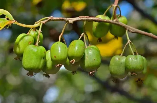 Kiwi Arktik, Actinidia Kolomikta