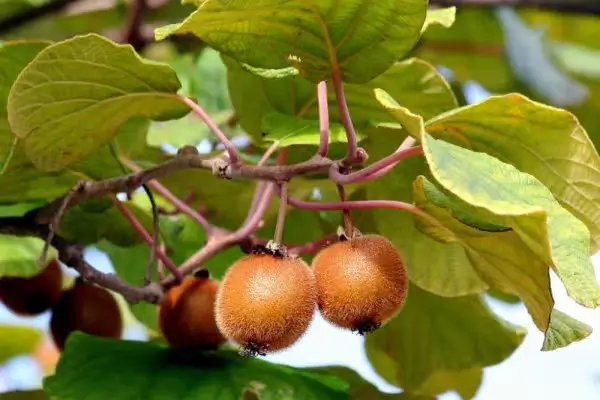 Kiwi Berbulu Halus, Actinidia Sentosa