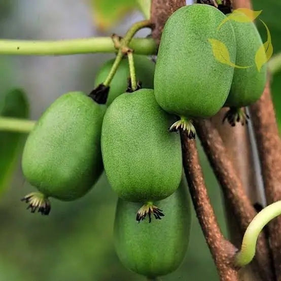 Kiwi Berries, Actinidia Arguta