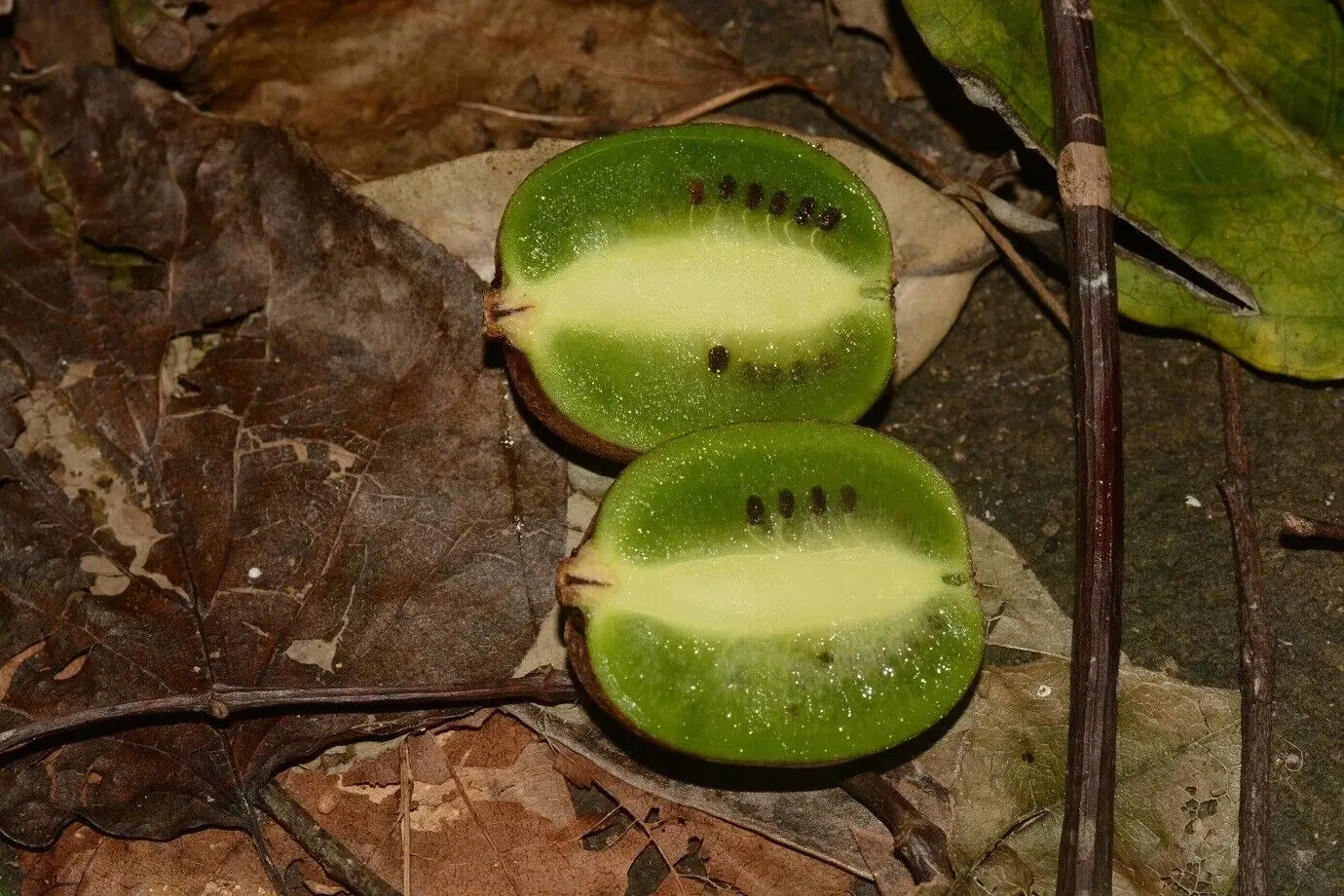 Kiwi Liar, Actinidia Rufa