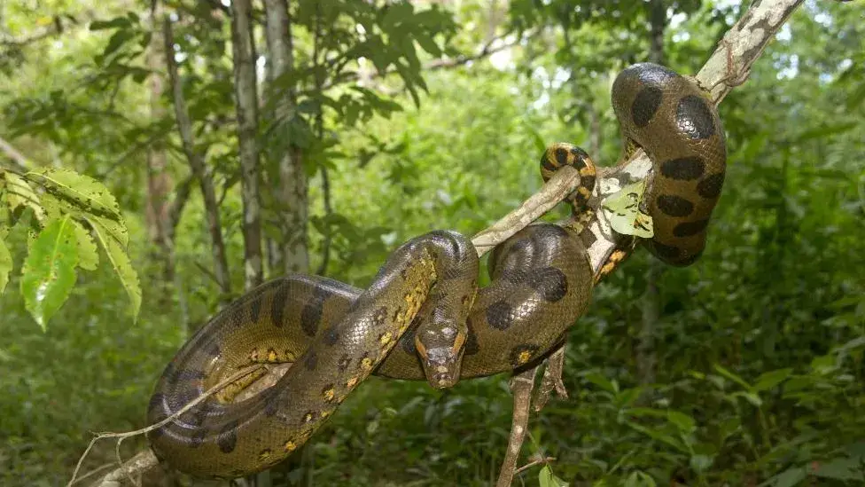 Anaconda