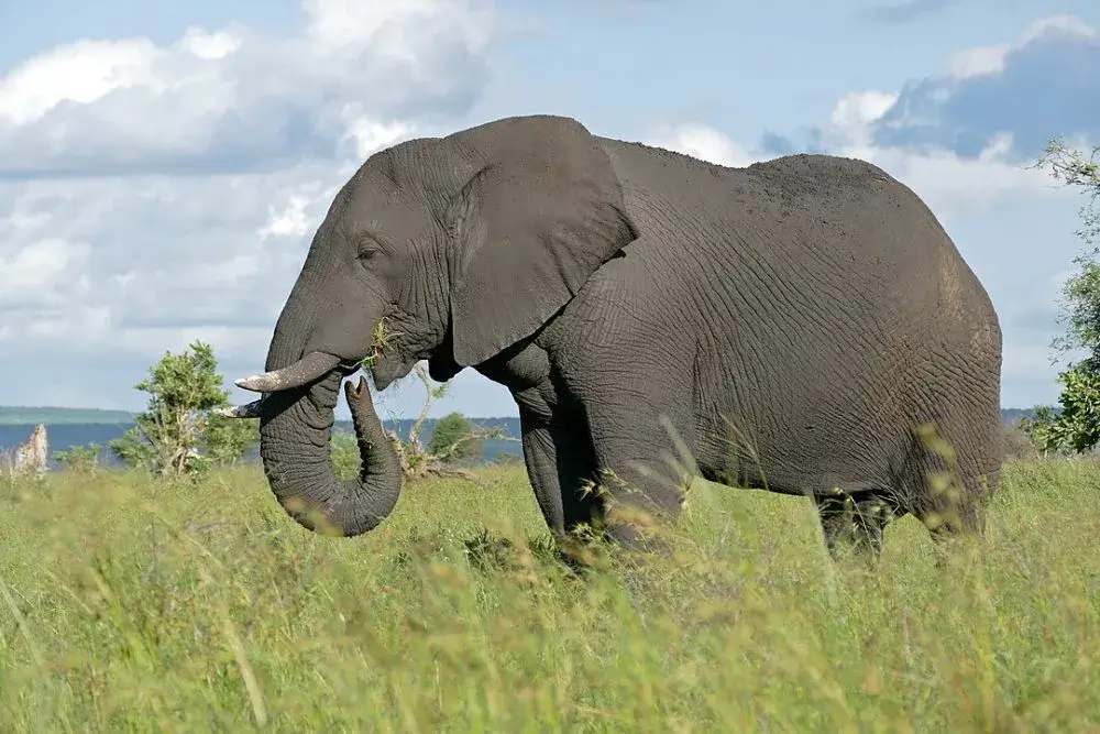 Gajah Semak Afrika